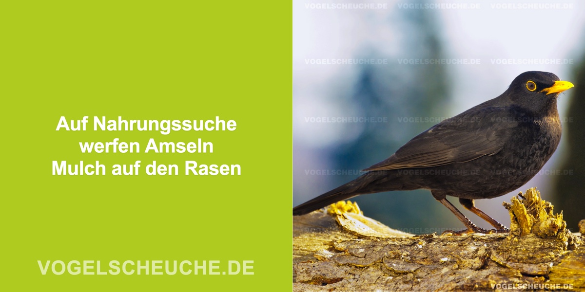 Auf Nahrungssuche werfen Amseln Mulch auf den Rasen