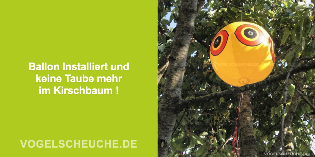 Ballon Installiert und keine Taube mehr im Kirschbaum !