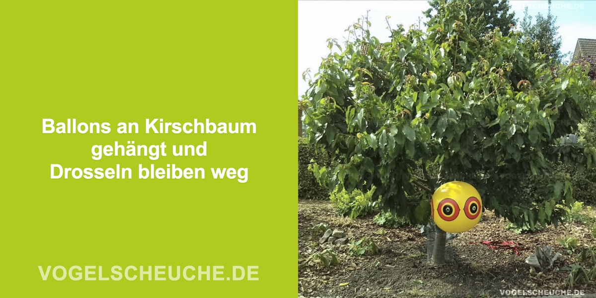 Ballons an Kirschbaum gehängt und Drosseln bleiben weg