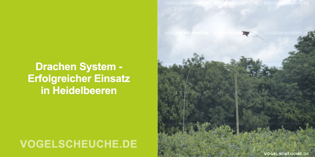 Drachen System - Erfolgreicher Einsatz in Heidelbeeren
