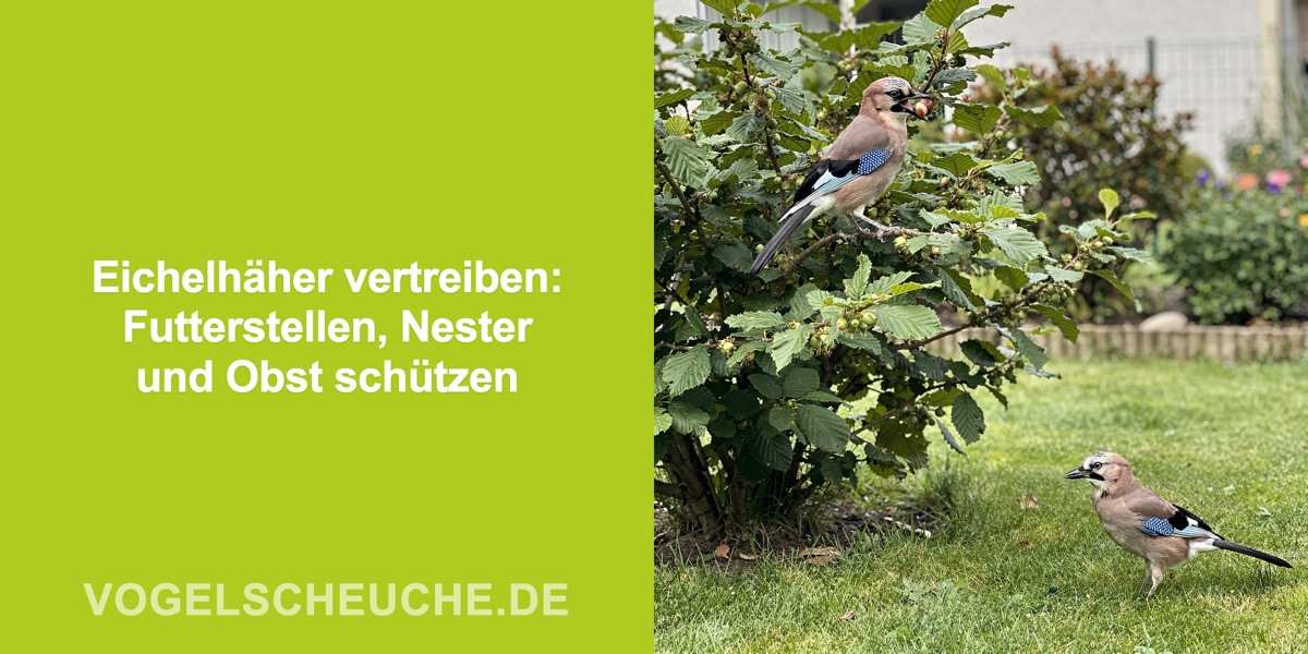 Eichelhäher vertreiben: Futterstellen, Nester und Obst schützen