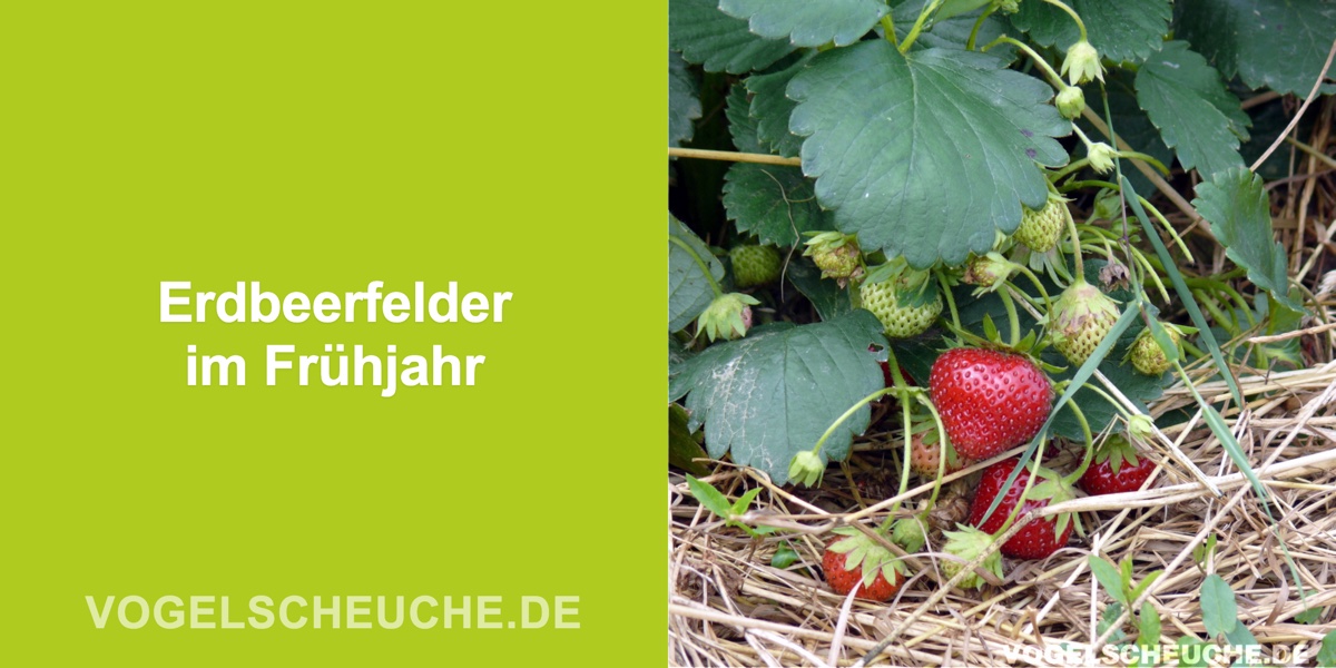 Erdbeerfelder im Frühjahr vor Tauben schützen