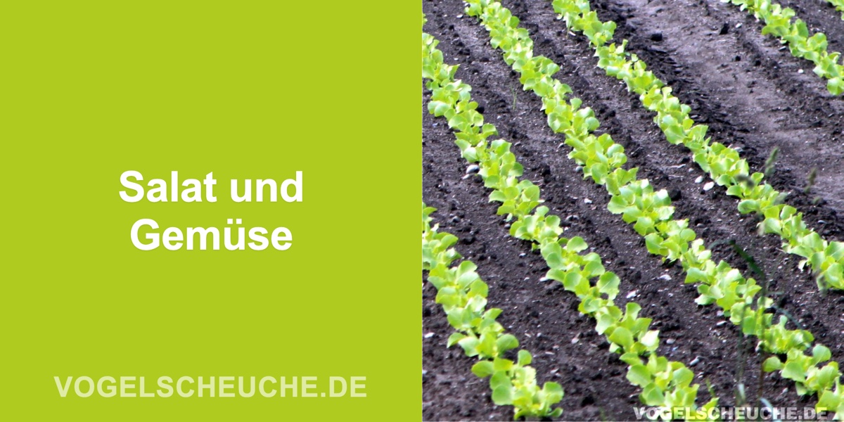 Salat und Gemüse im Frühjahr schützen