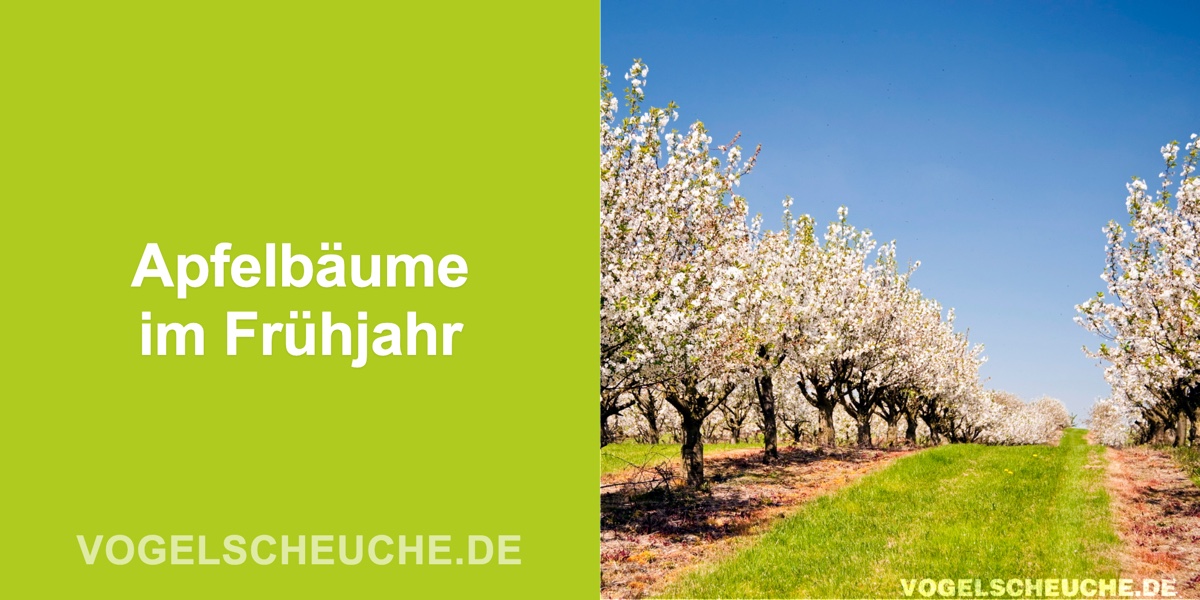Apfelbäume im Frühjahr vor Staaren schützen