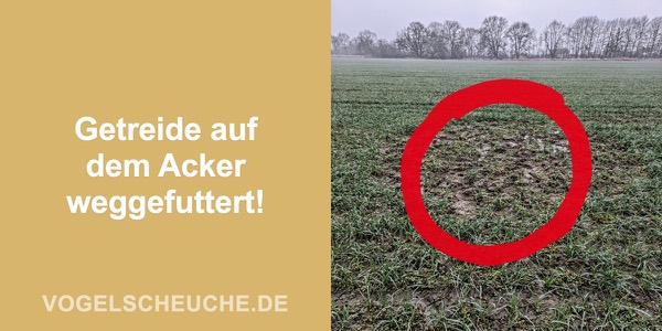 Getreide auf dem Acker weggefuttert!