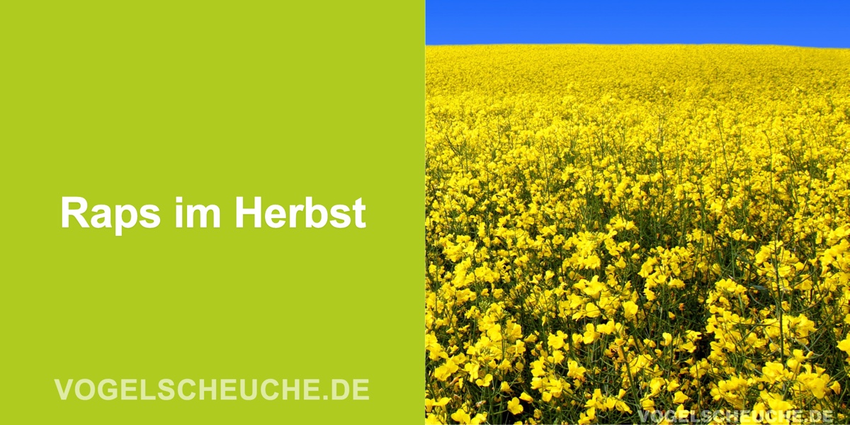 Raps im Herbst vor Tauben schützen