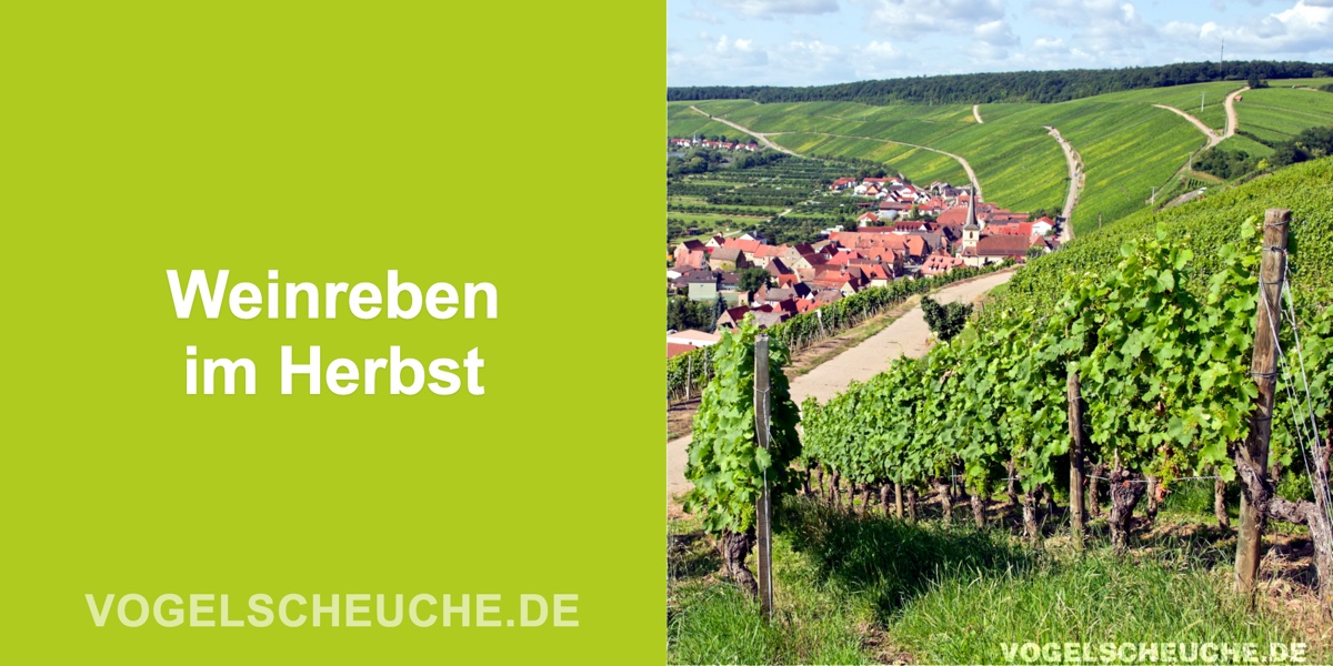 Weinreben im Herbst vor Raben schützen