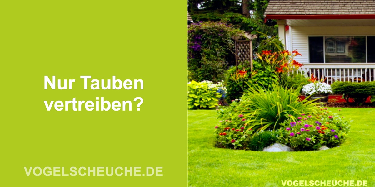 Nur Tauben im Garten vertreiben?