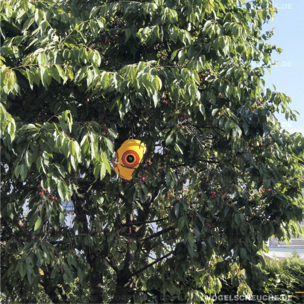 Ballon Installiert und keine Taube mehr im Kirschbaum !