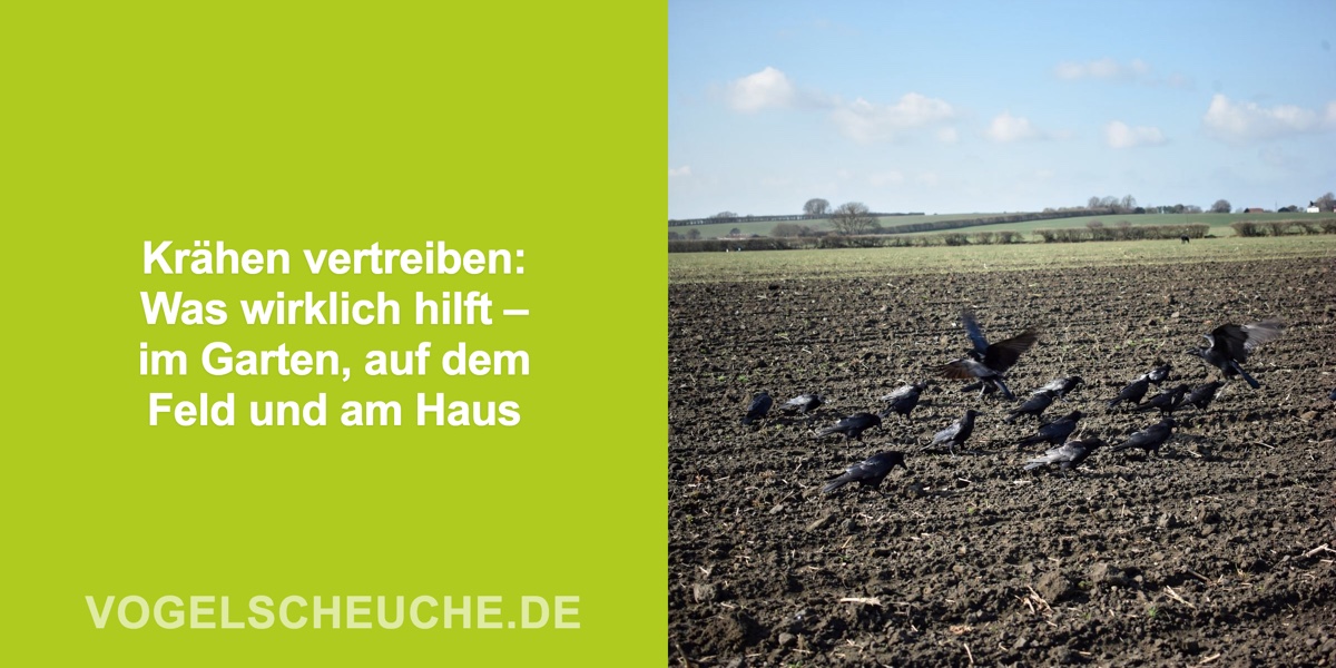 Krähen vertreiben: Was wirklich hilft – im Garten, auf dem Feld und am Haus