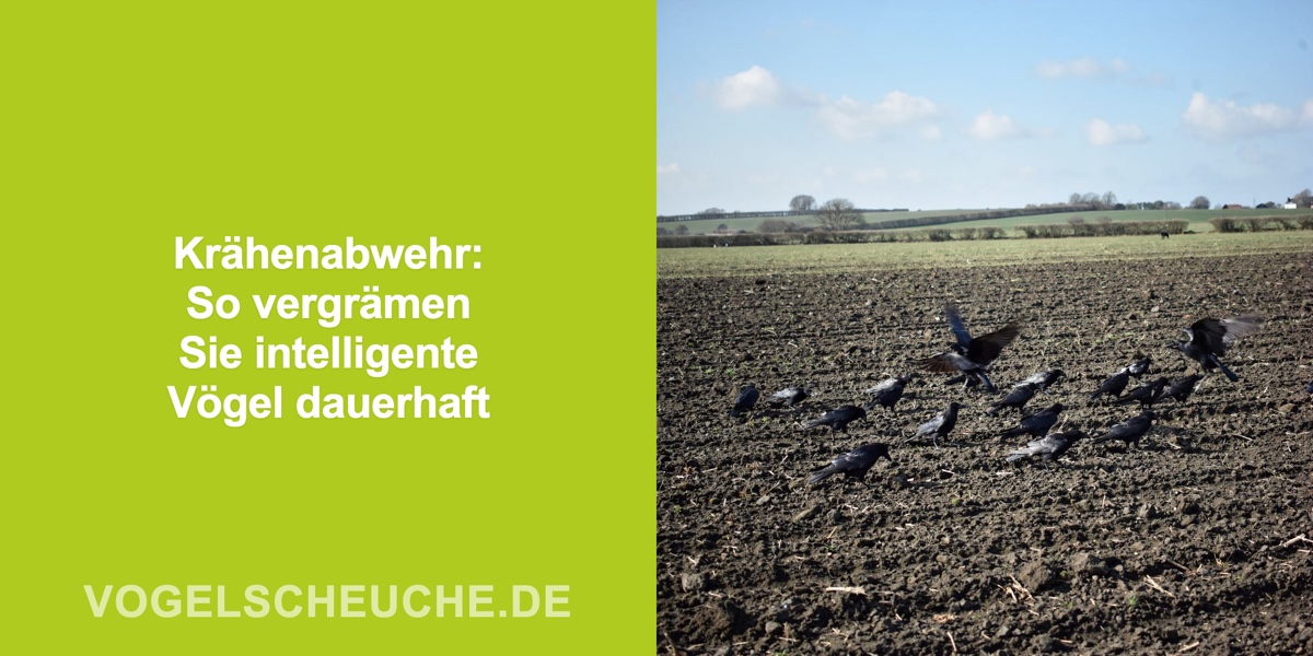 Krähenabwehr: So vergrämen Sie intelligente Vögel dauerhaft