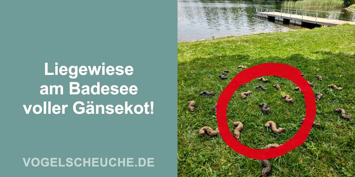 Liegewiese am Badesee voller Gänsekot!