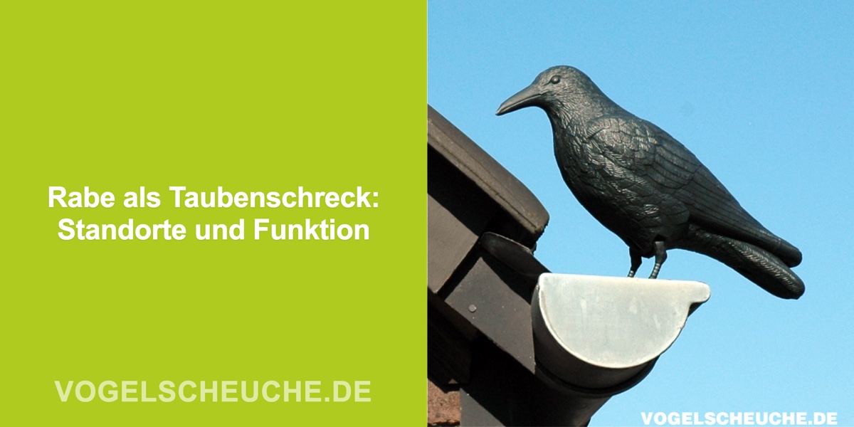 Rabe als Taubenschreck: Standorte