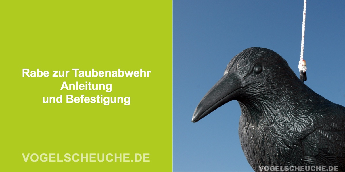Rabe zur Taubenabwehr: Anleitung