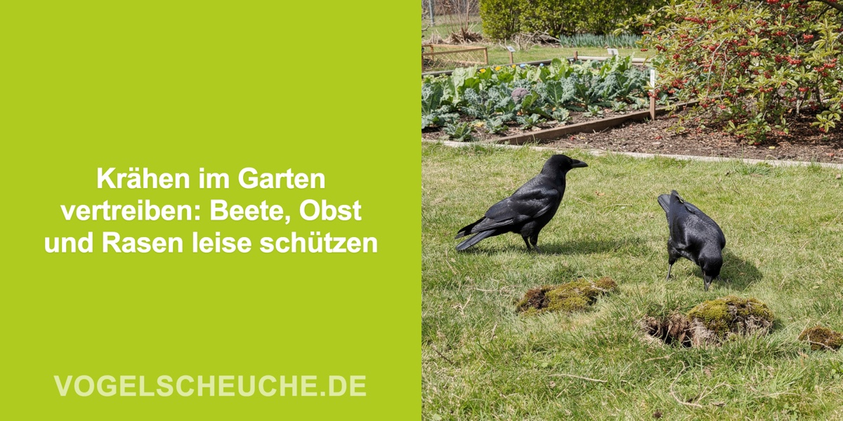 Krähen im Garten vertreiben: Beete, Obst und Rasen leise schützen