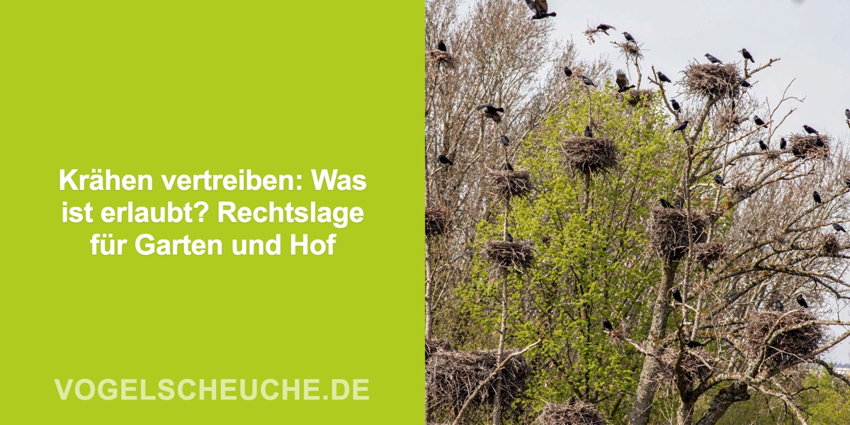 Krähen vertreiben: Was ist erlaubt? Rechtslage für Garten und Hof