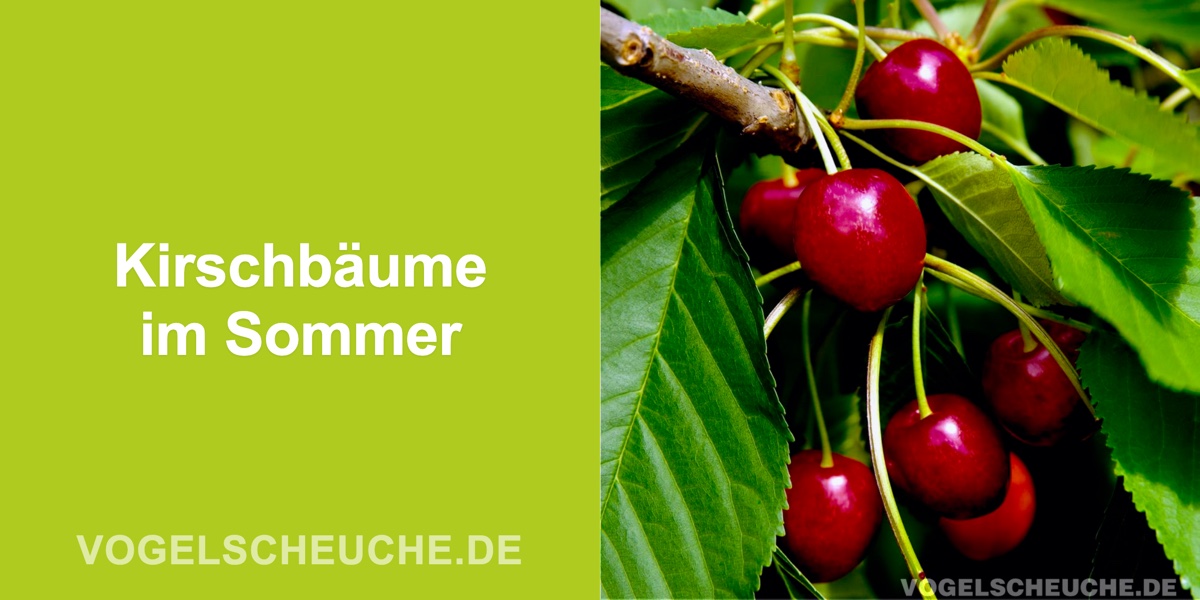 Kirschbäume im Sommer schützen