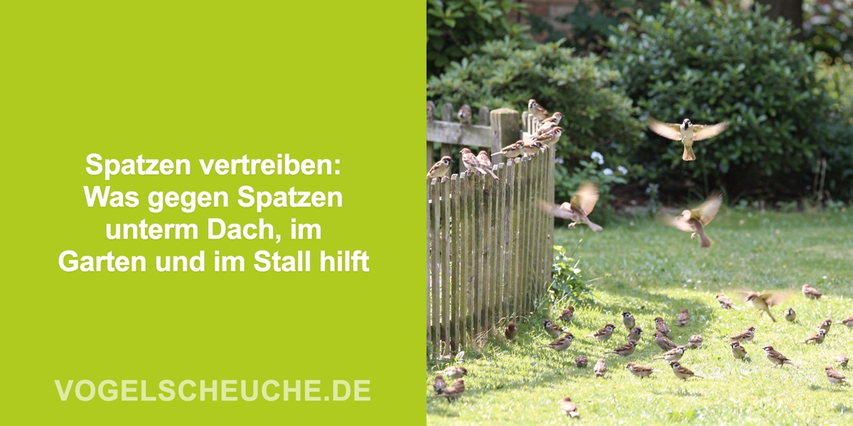 Spatzen vertreiben: Was gegen Spatzen unterm Dach, im Garten und im Stall hilft
