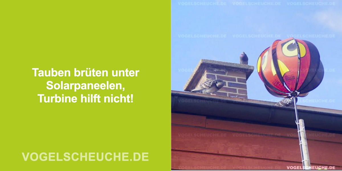 Tauben brüten unter Solarpaneelen, Turbine hilft nicht!