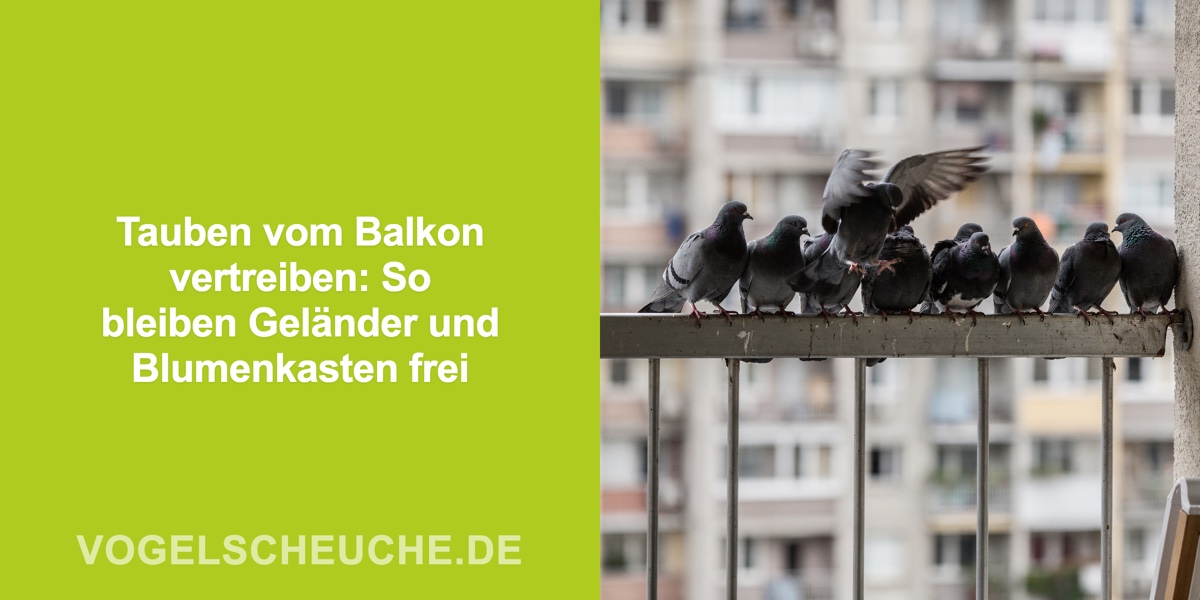 Tauben vom Balkon vertreiben: So bleiben Geländer und Blumenkasten frei