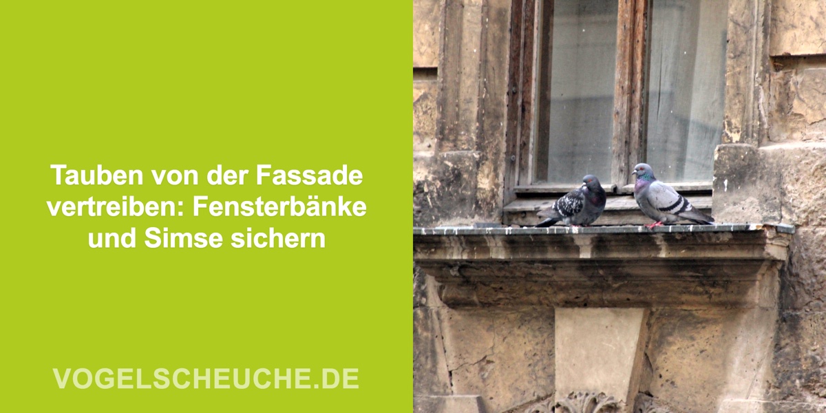 Tauben von der Fassade vertreiben: Fensterbänke und Simse sichern
