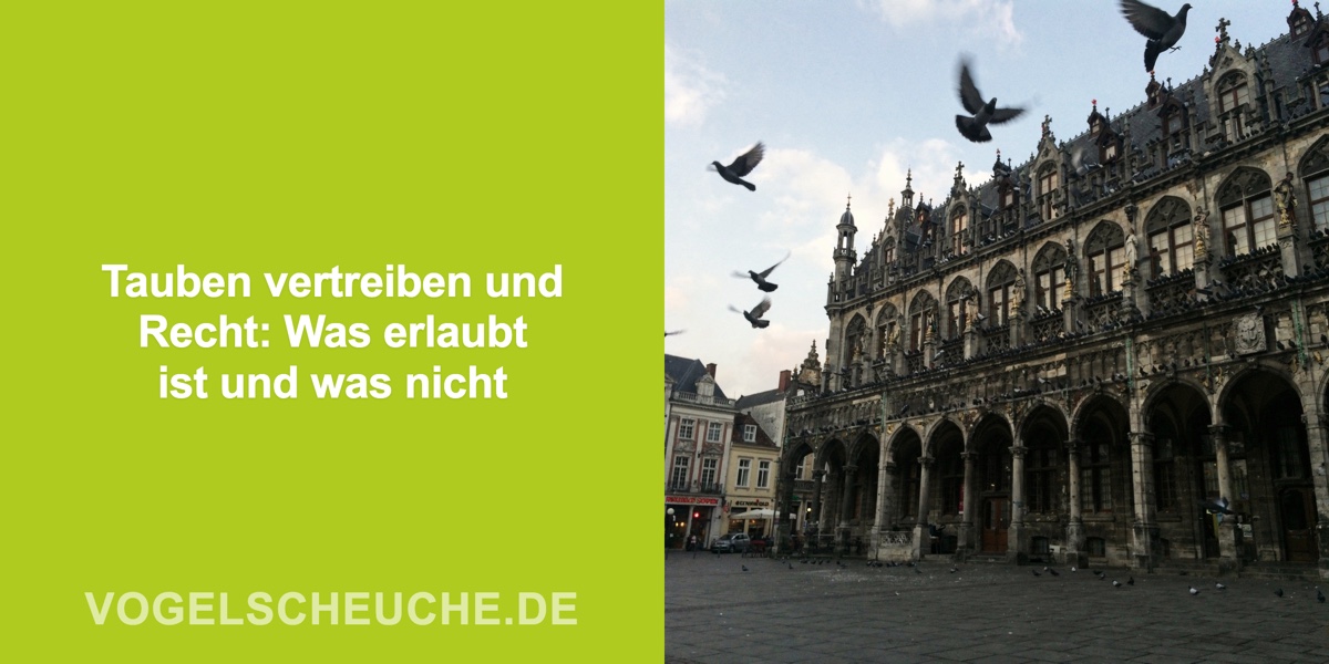 Tauben vertreiben und Recht: Was erlaubt ist und was nicht