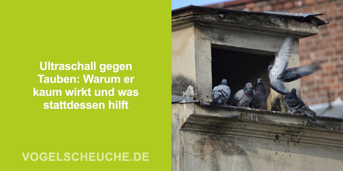 Tauben vertreiben Ultraschall