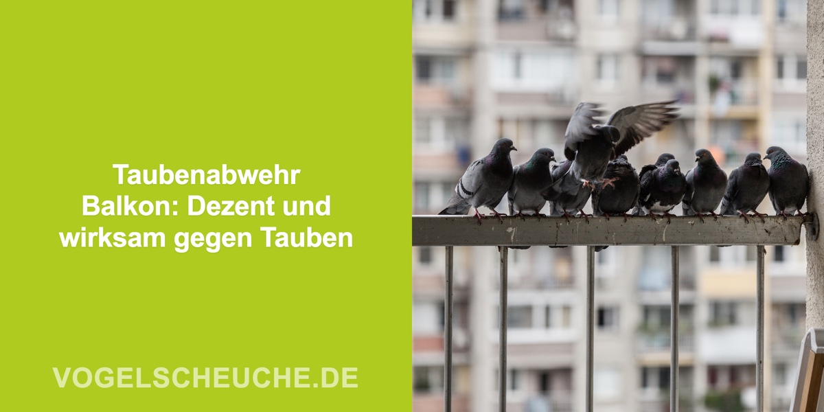Taubenabwehr Balkon: Dezent und wirksam gegen Tauben