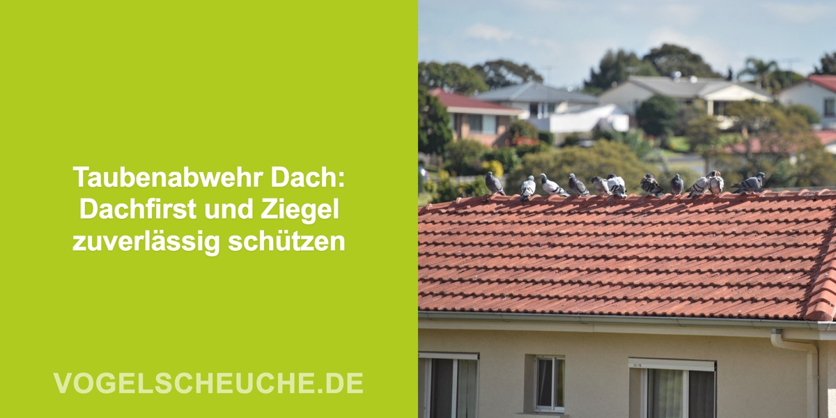 Taubenabwehr Dach: Dachfirst und Ziegel zuverlässig schützen