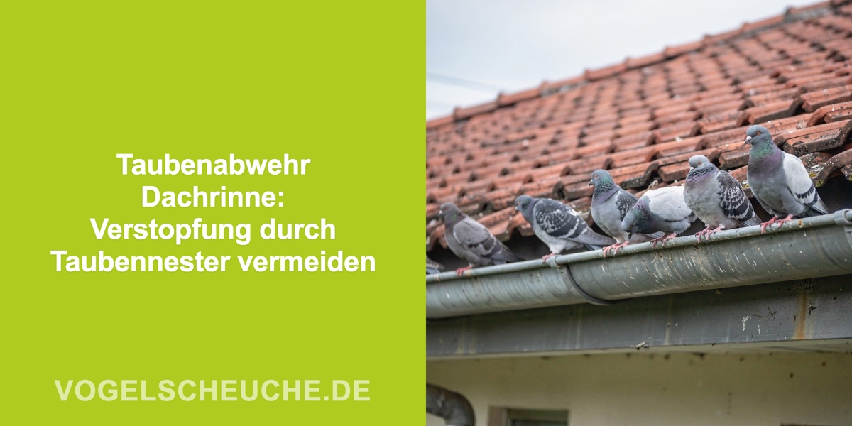 Taubenabwehr Dachrinne: Verstopfung durch Taubennester vermeiden
