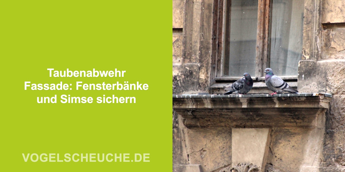Taubenabwehr Fassade: Fensterbänke und Simse sichern