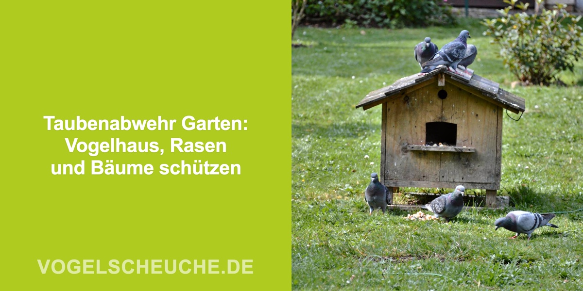 Taubenabwehr Garten: Vogelhaus, Rasen und Bäume schützen