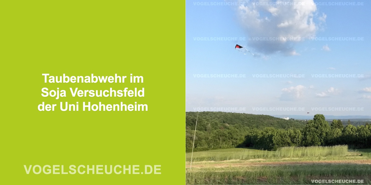 Taubenabwehr im Soja Versuchsfeld der Uni Hohenheim