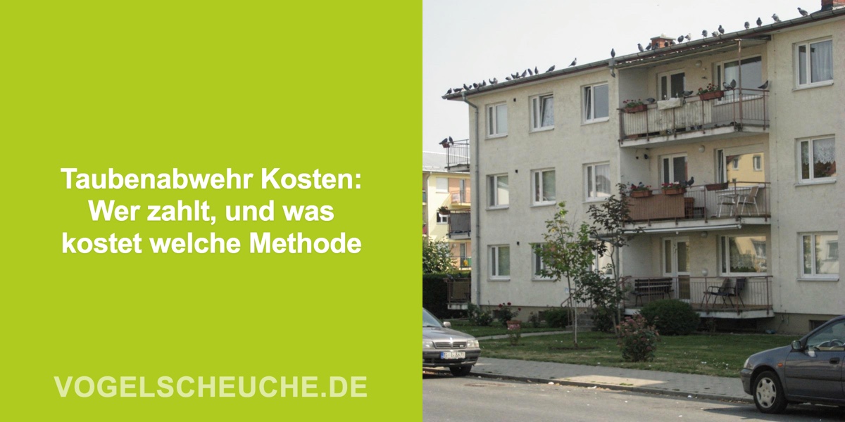 Taubenabwehr Kosten: Wer zahlt, und was kostet welche Methode