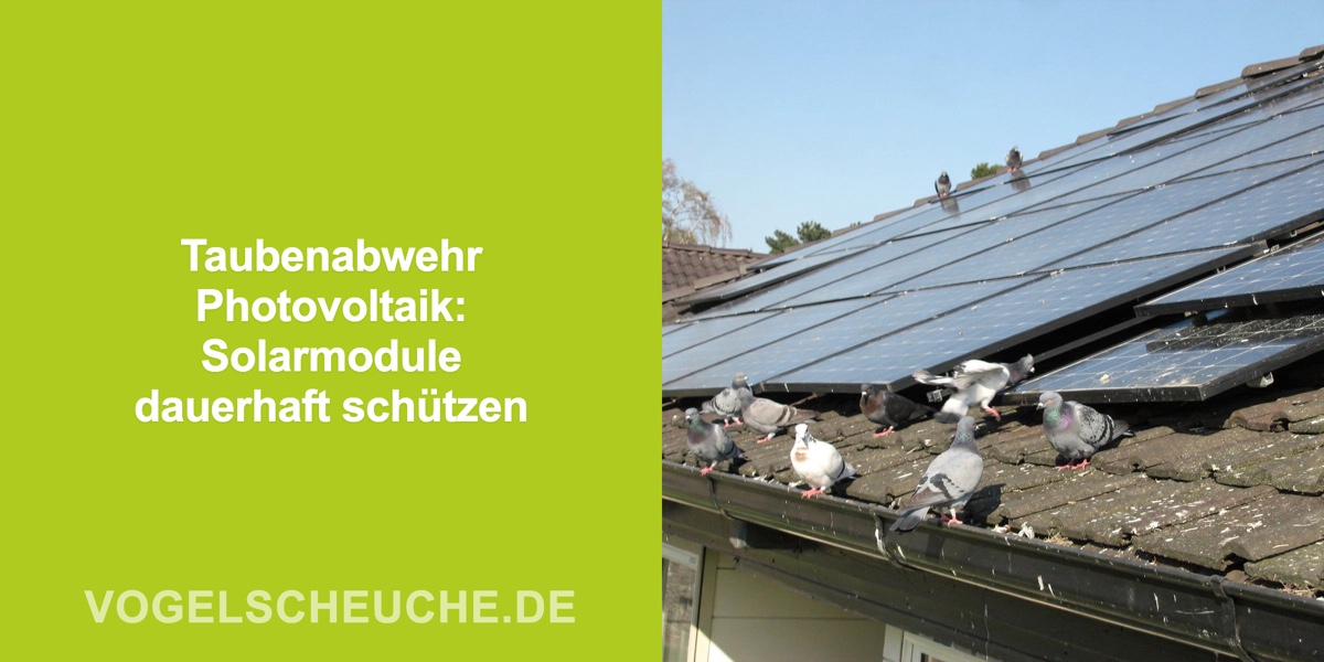 Taubenabwehr Photovoltaik: Solarmodule dauerhaft schützen
