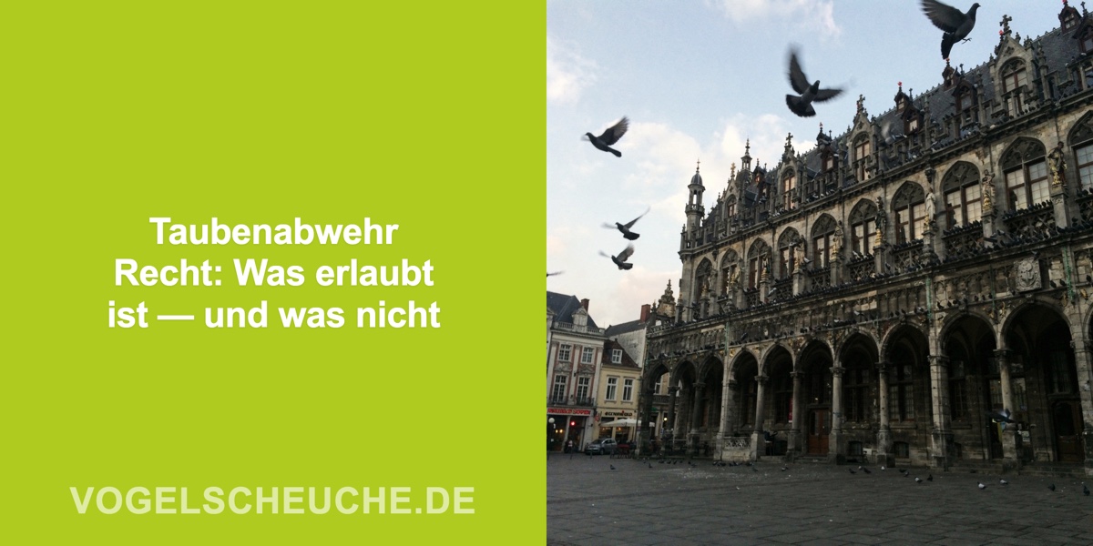 Taubenabwehr Recht: Was erlaubt ist — und was nicht