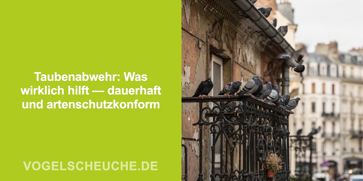 Taubenabwehr: Was wirklich hilft — dauerhaft und artenschutzkonform