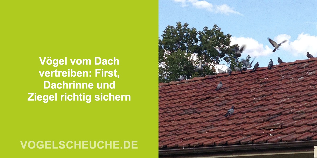 Vögel vom Dach vertreiben: First, Dachrinne und Ziegel richtig sichern