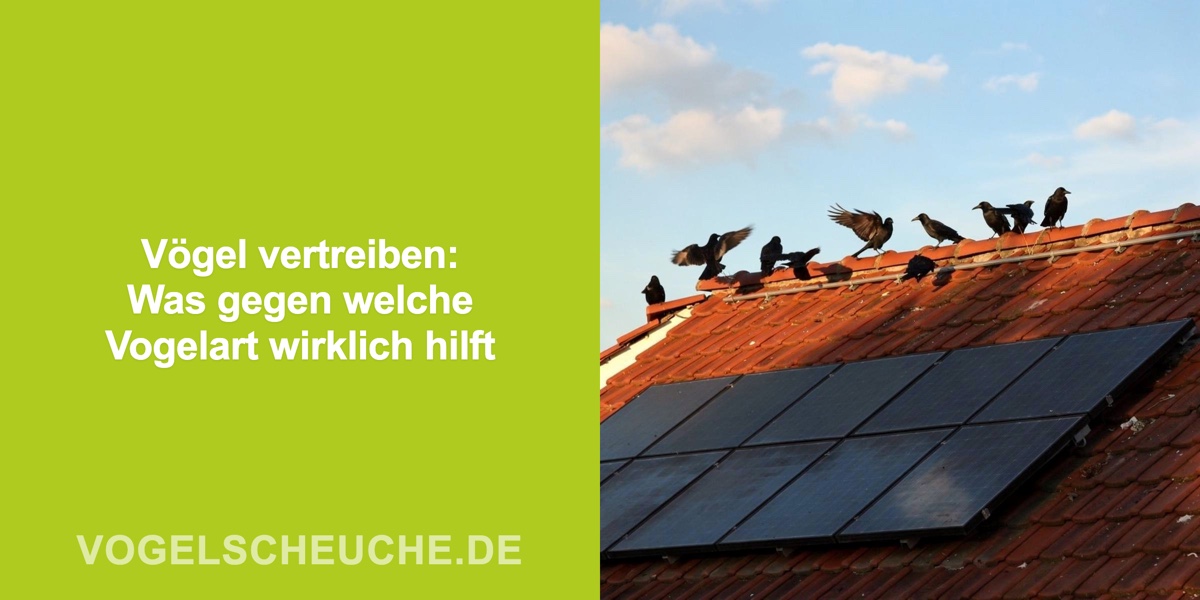 Vögel vertreiben Übersicht