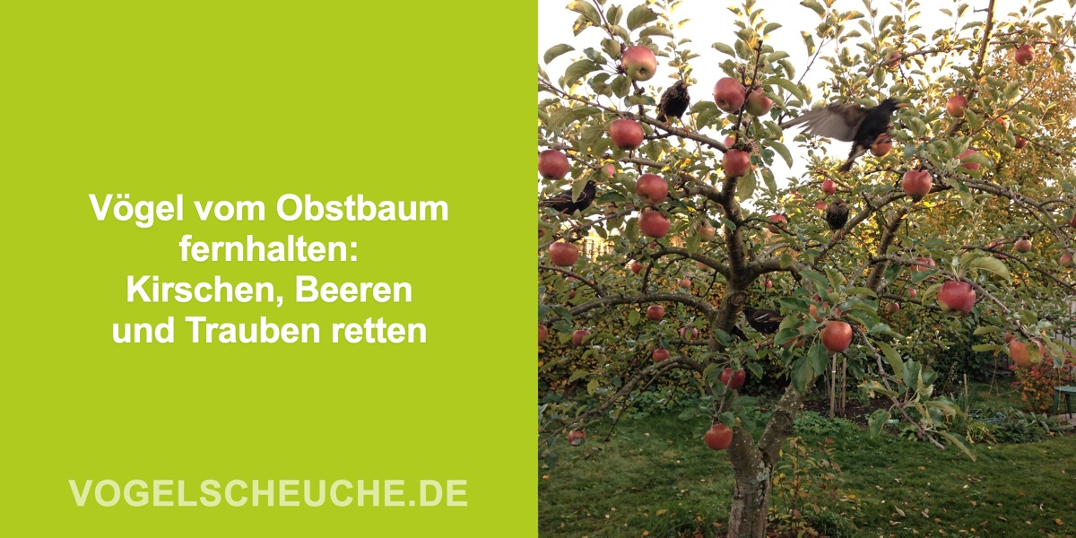 Vögel vom Obstbaum fernhalten: Kirschen, Beeren und Trauben retten
