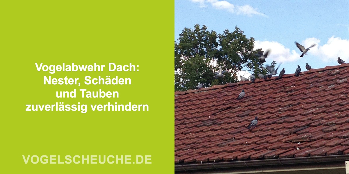 Vogelabwehr Dach: Nester, Schäden und Tauben zuverlässig verhindern