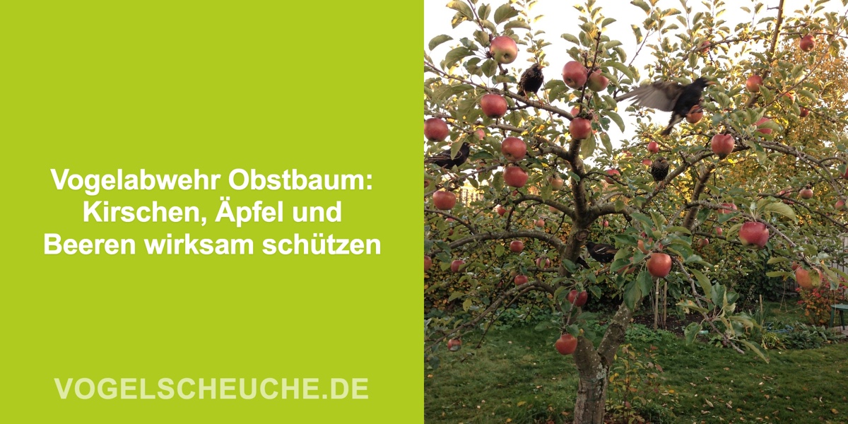 Vogelabwehr Obstbaum: Kirschen, Äpfel und Beeren wirksam schützen