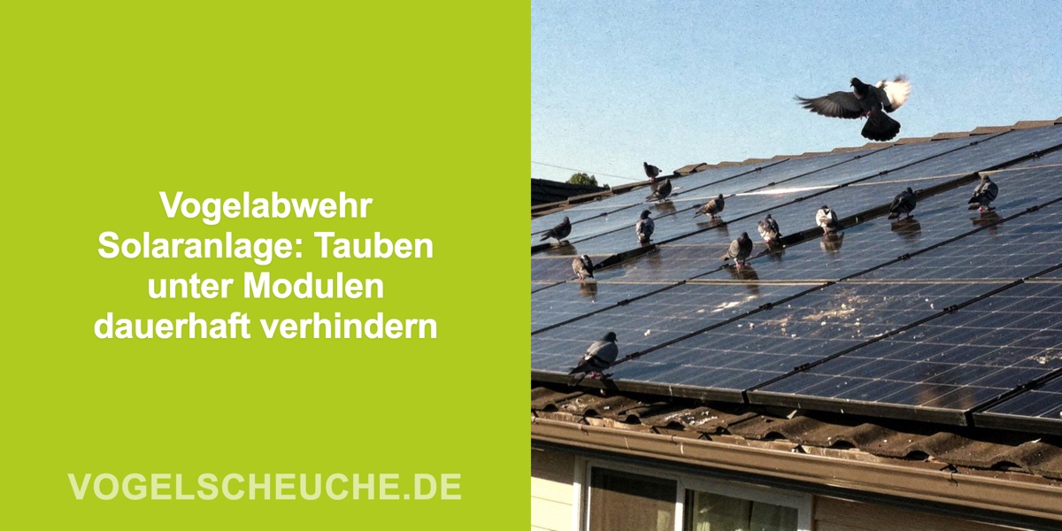 Vogelabwehr Solaranlage: Tauben unter Modulen dauerhaft verhindern