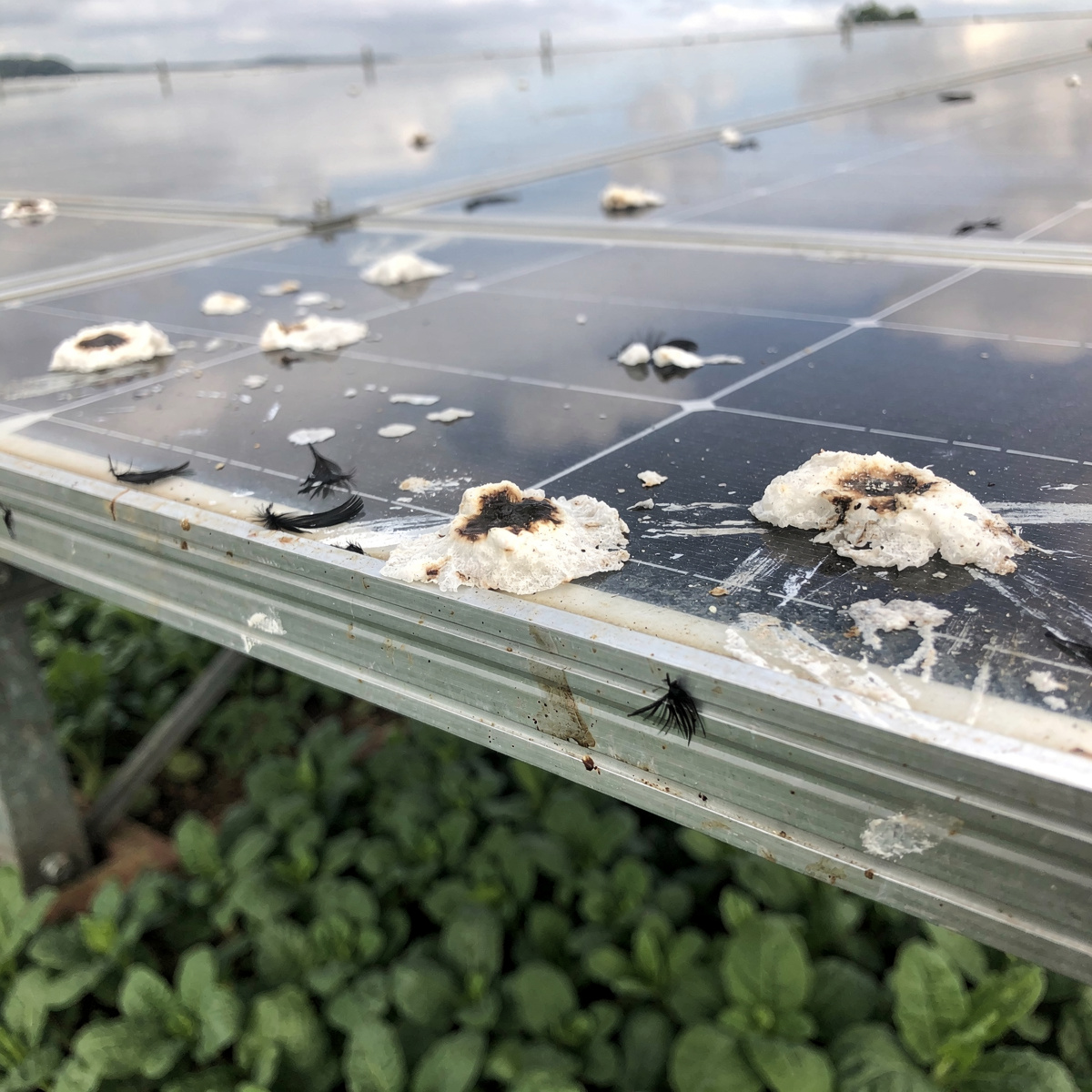 Hoch aufgeständertes Agri-PV-Modul über einer Gemüsekultur mit mehreren Vogelkotflecken und schwarzen Federn.