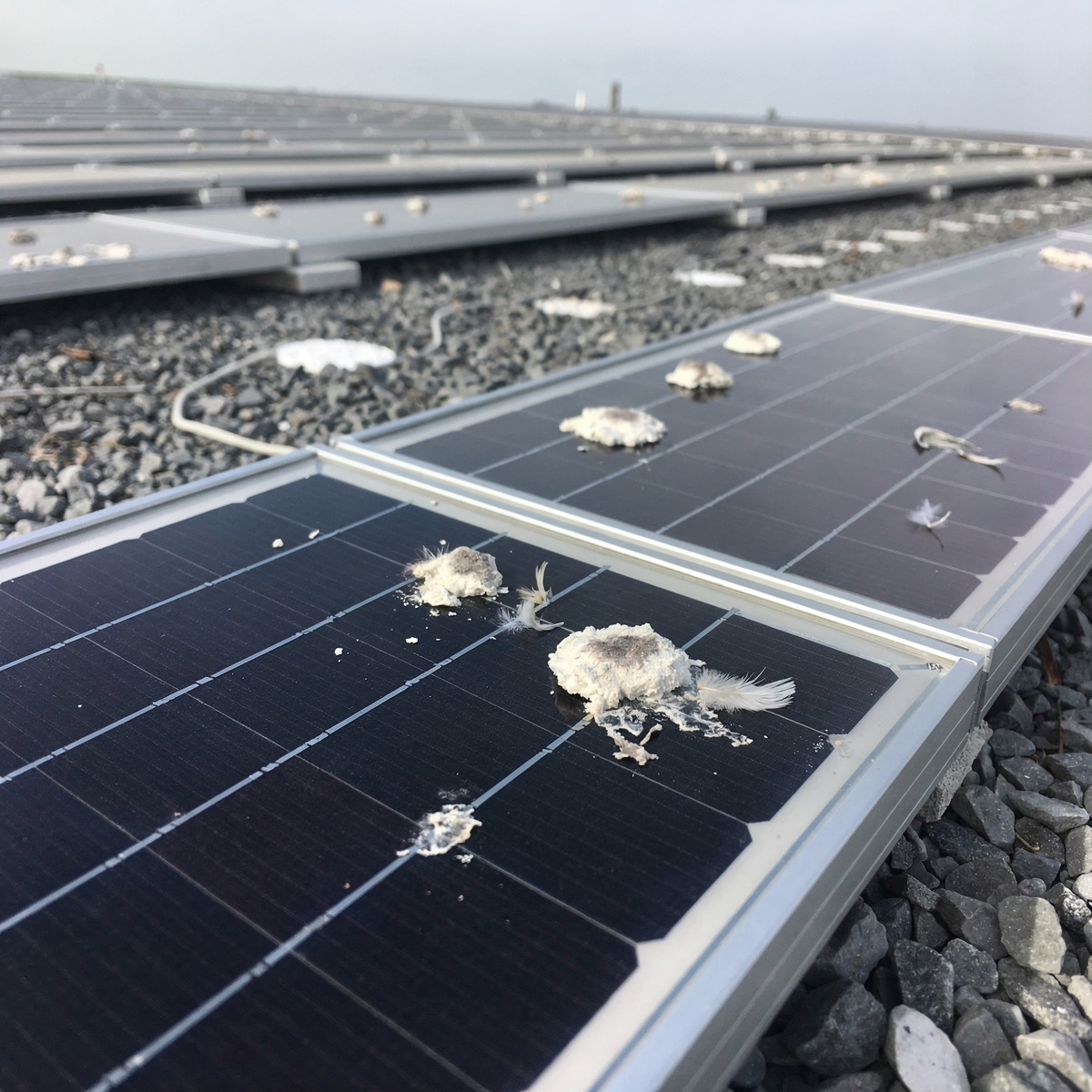 Flach aufgeständerte Solarmodule auf einem Hallendach mit Kies, auf dem vorderen Modul mehrere Vogelkotflecken und Federn.