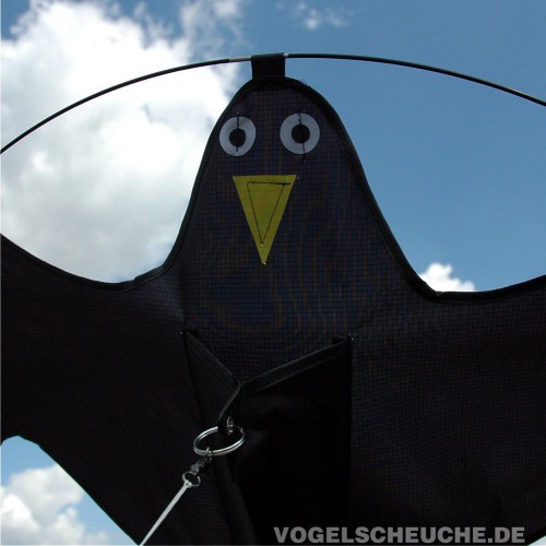 Nahaufnahme von Augen und Schnabel des Falkendrachens vor Himmel