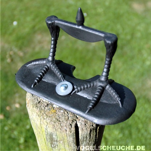Nahaufnahme der Fussbasis mit Krallen, montiert auf einem Holzpfahl