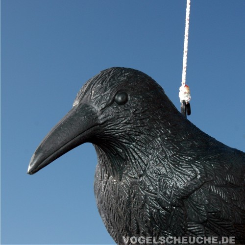 Nahaufnahme von Kopf und Schnabel, an einer Schnur haengend vor Himmel