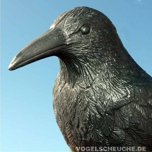 Nahaufnahme von Kopf und Schnabel seitlich vor Himmel