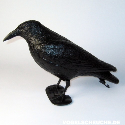 Freigestellte Studioaufnahme eines einzelnen Raben-Lockvogels